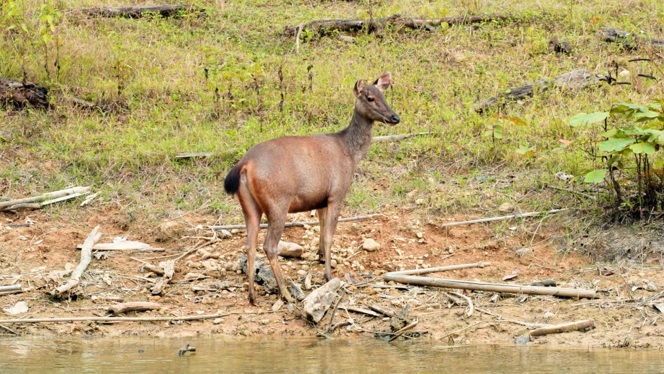 Thailand National Park - Clip 51