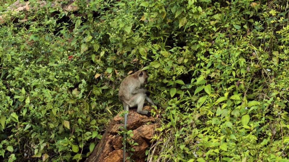 Thailand National Park - Clip 54