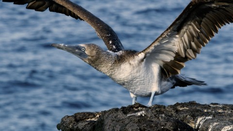 Galapagos Fauna - Clip 3