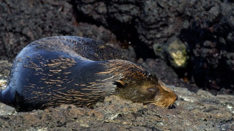 Galapagos Fauna - Clip 9