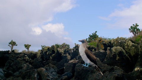 Galapagos Fauna - Clip 18