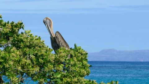 Galapagos Fauna - Clip 27
