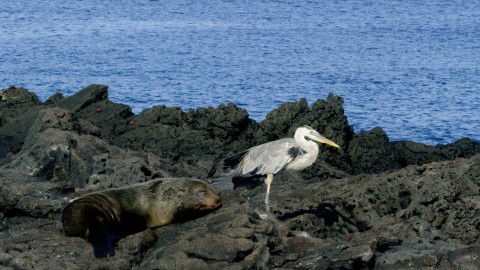 Galapagos Fauna - Clip 43
