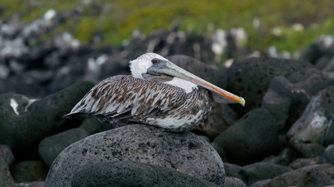 Galapagos Fauna - Clip 52