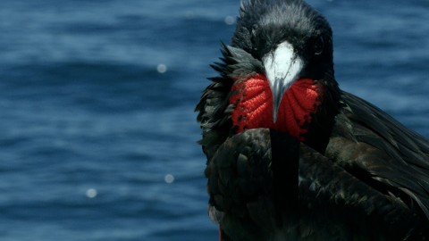 Galapagos Fauna - Clip 77