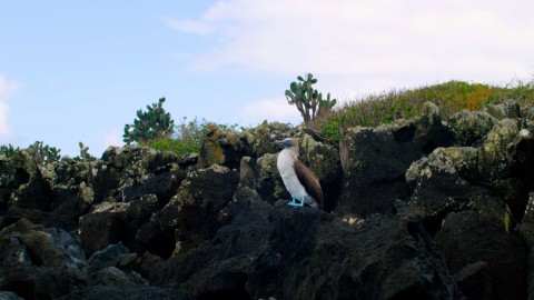 Galapagos Fauna - Clip 115