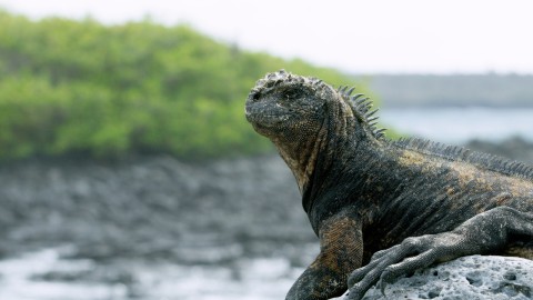 Galapagos Fauna - Clip 116