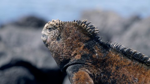 Galapagos Fauna - Clip 123