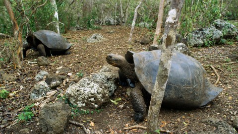Galapagos Fauna - Clip 126