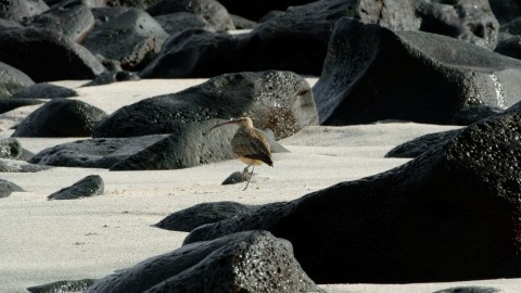 Galapagos Fauna - Clip 129