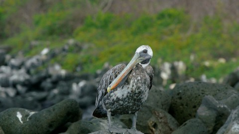 Galapagos Fauna - Clip 132