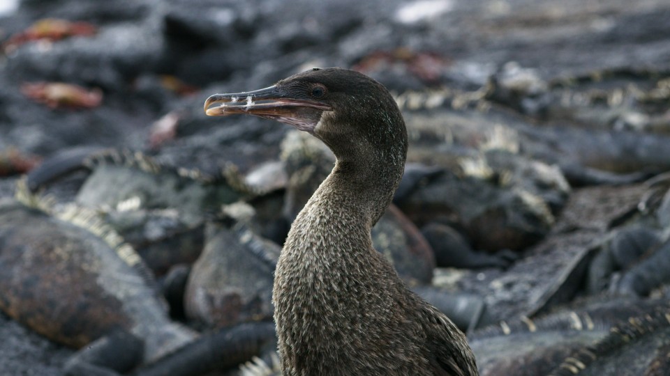 Galapagos Fauna - Clip 151