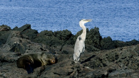 Galapagos Fauna - Clip 159