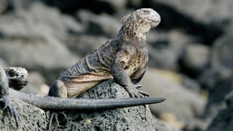 Galapagos Fauna - Clip 162