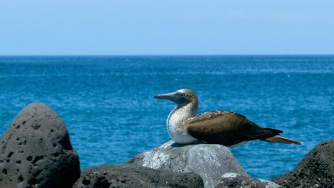 Galapagos Fauna - Clip 170
