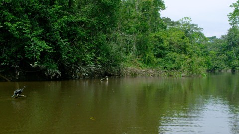 Amazon Rainforest - Clip 13