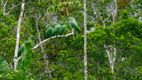 Amazon Rainforest - Clip 86