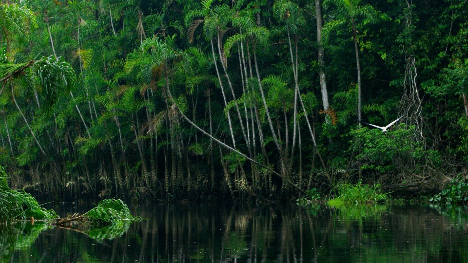 Amazon Rainforest - Clip 99