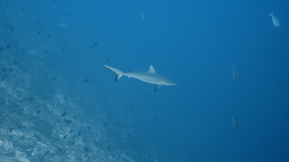 Banda Sea - Clip 3