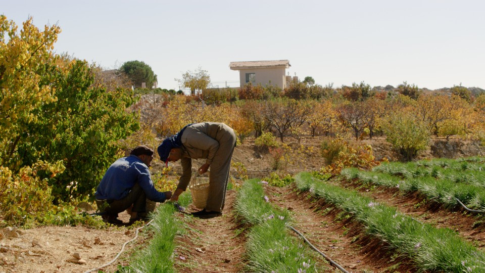 Saffron Spice Cultivation - Clip 13