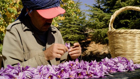 Saffron Spice Cultivation - Clip 15