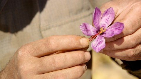 Saffron Spice Cultivation - Clip 20