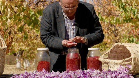 Saffron Spice Cultivation - Clip 25