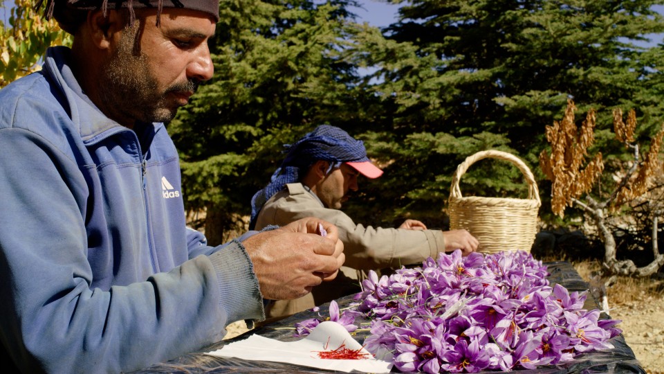 Saffron Spice Cultivation - Clip 27