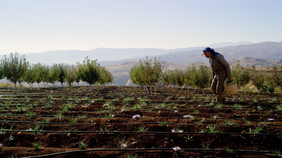 Saffron Spice Cultivation - Clip 30