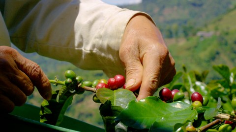Coffee Plantation - Clip 4