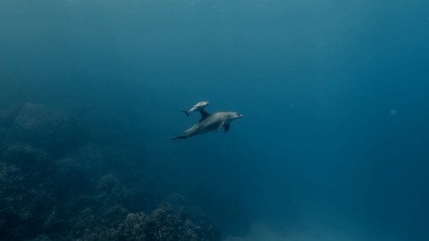 Dolphins - Clip 32