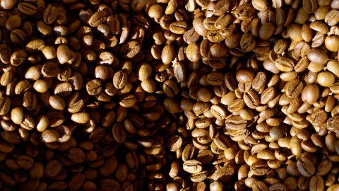 Coffee Plantation - Clip 14