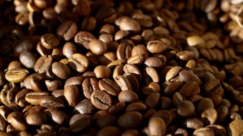 Coffee Plantation - Clip 25