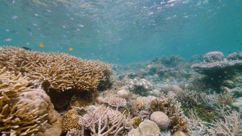 Mangrove & Coral - Clip 42