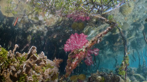 Mangrove & Coral - Clip 66