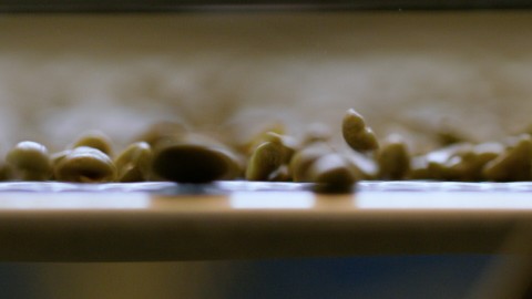 Coffee Plantation - Clip 38