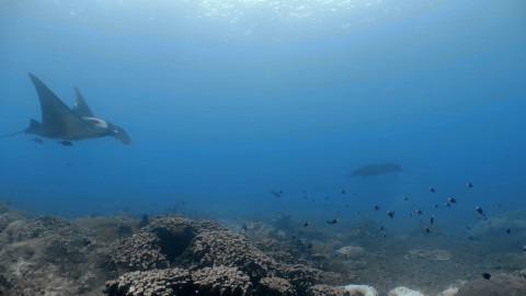 Oceanic Manta - Clip 13