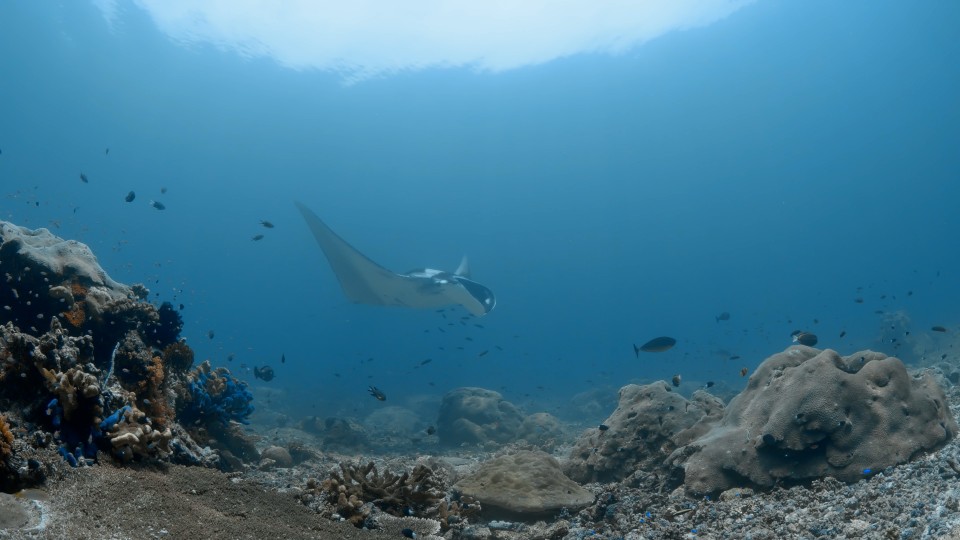 Oceanic Manta - Clip 43