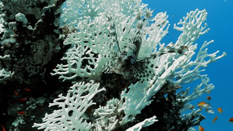 Coral Bleaching - Clip 8