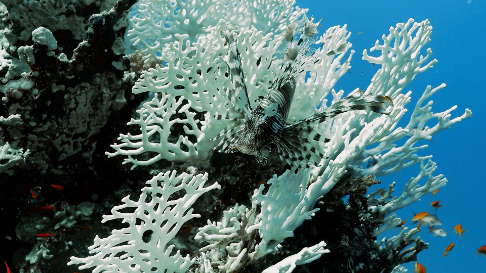 Coral Bleaching - Clip 8