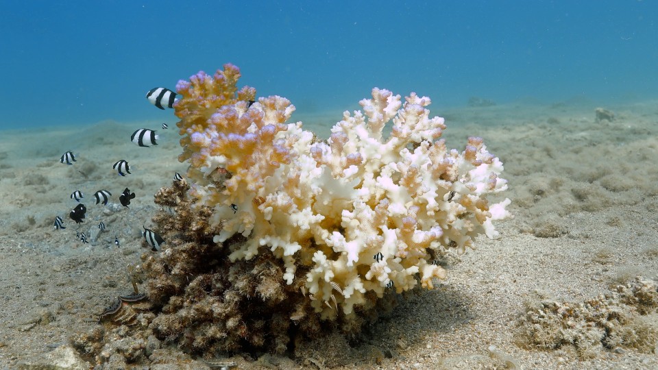 Coral Bleaching - Clip 9