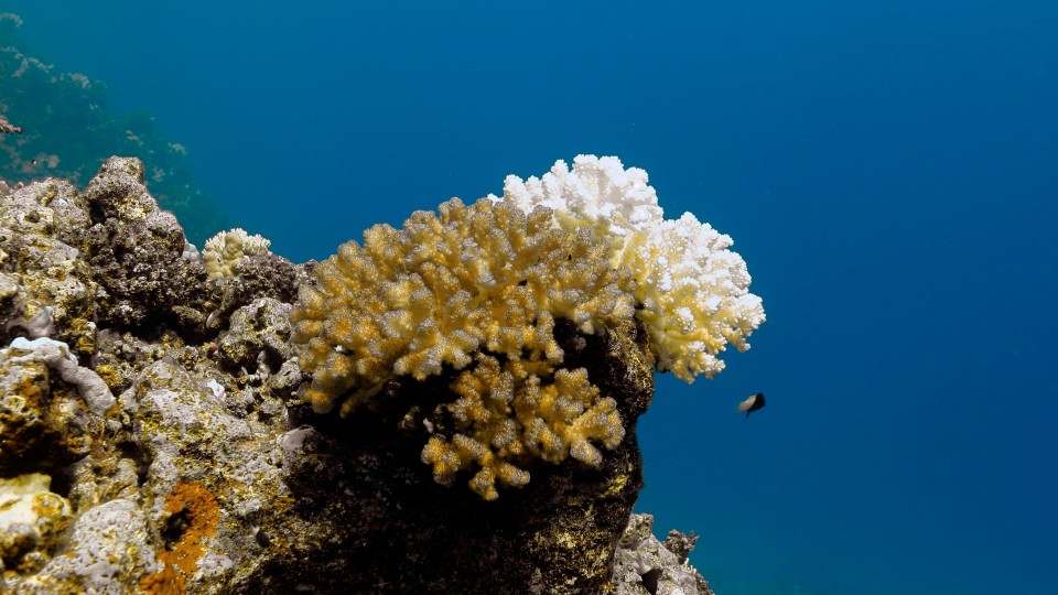 Coral Bleaching - Clip 16