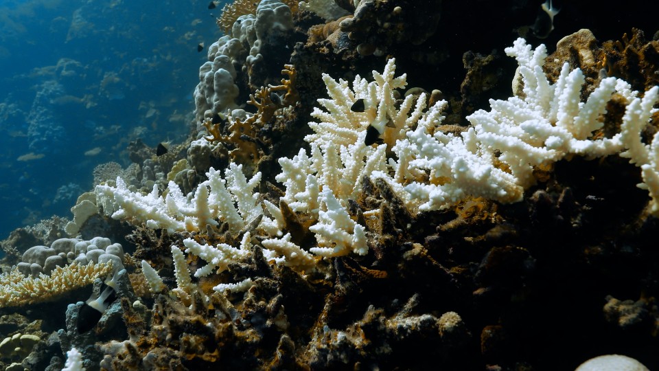 Coral Bleaching - Clip 17