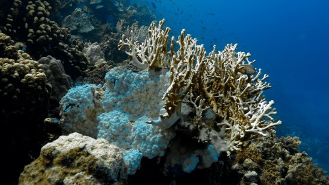 Coral Bleaching - Clip 26