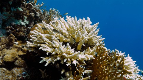 Coral Bleaching - Clip 28