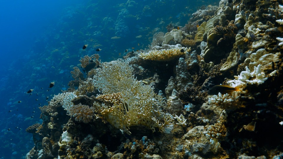 Coral Bleaching - Clip 32