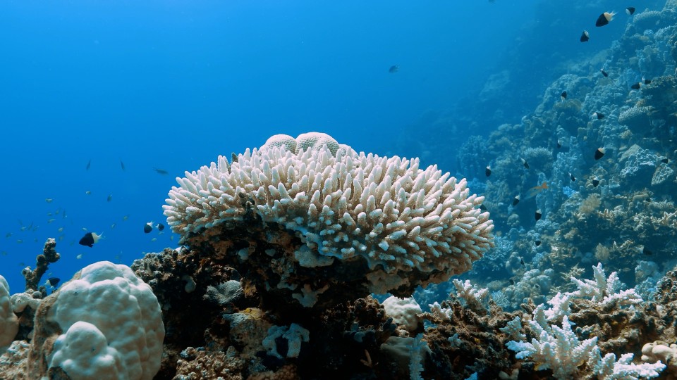 Coral Bleaching - Clip 37