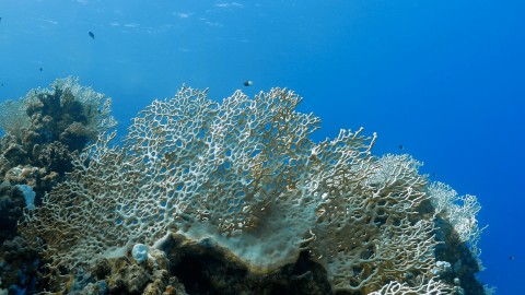 Coral Bleaching - Clip 39