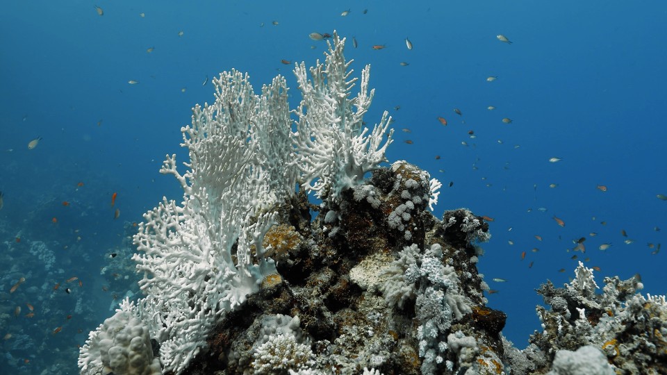 Coral Bleaching - Clip 40