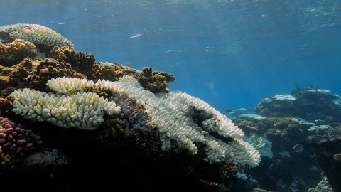 Coral Bleaching - Clip 41